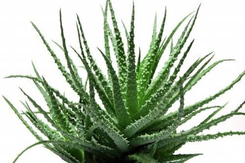 Aloe vera chez Men's Defence